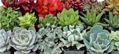 Succulent Sets