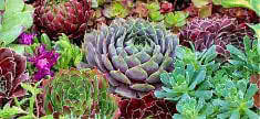 Hardy Succulents