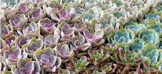 Wholesale Succulents