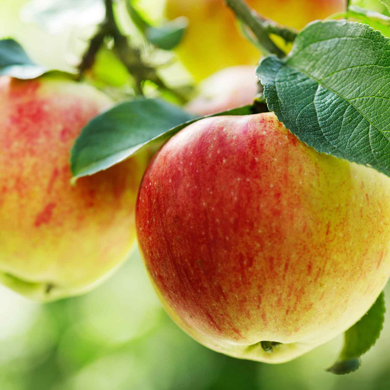 Apple - カッツン Gravenstein Apple White Balsamic | Squizito Tasting Room | Cabot