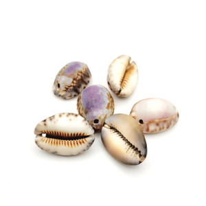Purple Cowrie Shell sold individually Purple Cowrie Shell sold individually