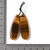Tiger Eye Teardrop Charm – Sold by the Pair Tiger Eye Teardrop Charm – Sold by the Pair