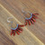 Crimson Sky Fringe Earrings