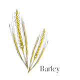 Artway Tree Free - Single Paper Packs - Spent Barley Drawing