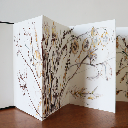 Botanical seed-head and grass drawing in pencil, ink and pastel running across the folds of an Artway concertina sketchbook