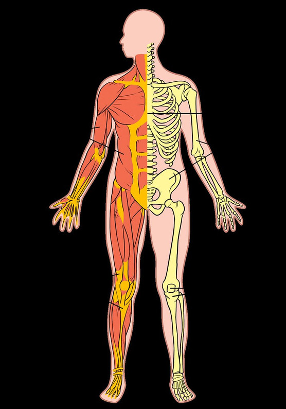 The Significance of Musculoskeletal Assessments in Physical Therapy