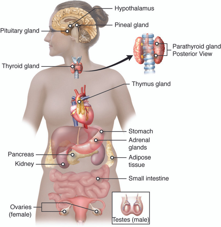 Anatomy Study Guide