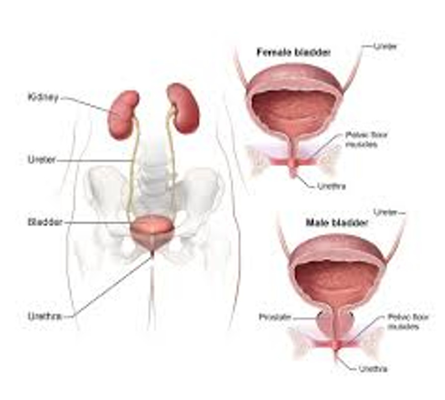 Anatomy Study Guide: Urinary System