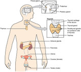 Anatomy Study Guide: The Endocrine System