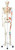 3B Scientific Anatomical Model - Max the muscle skeleton on roller stand - Includes 3B Smart Anatomy