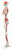 3B Scientific Anatomical Model - Max the muscle skeleton on roller stand - Includes 3B Smart Anatomy
