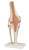 3B Scientific Anatomical Model - functional knee joint - Includes 3B Smart Anatomy