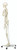 3B Scientific Anatomical Model - Stan the classic skeleton on roller stand - Includes 3B Smart Anatomy