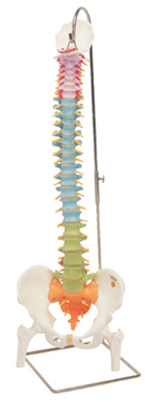 Spine Models