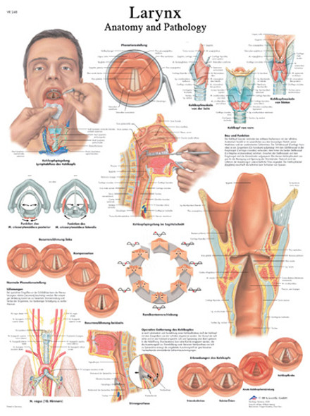 Anatomical Chart - larynx, paper