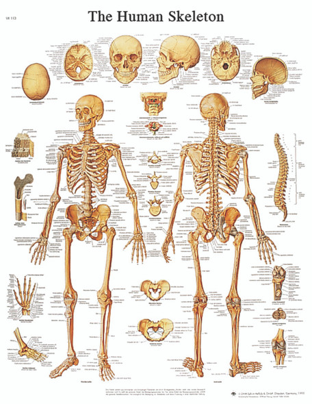 Anatomical Chart - human skeleton, laminated