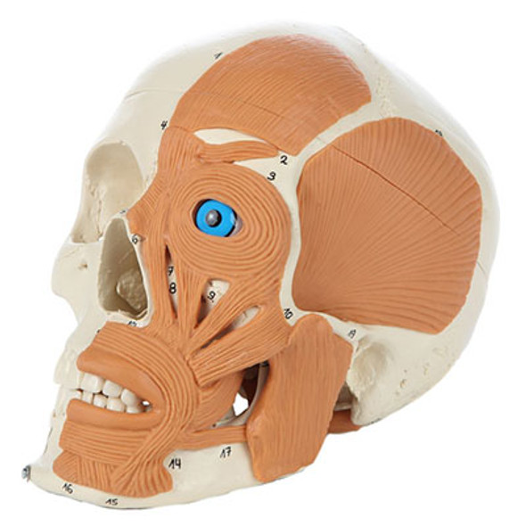Rudiger Anatomie 4-Part Human Skull with Facial Musculature
