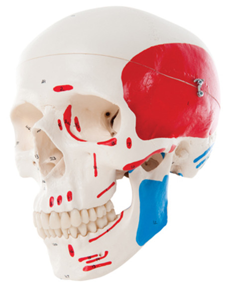 3B Scientific Anatomical Model - classic skull, 3-part painted - Includes 3B Smart Anatomy