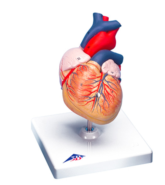3B Scientific Anatomical Model - heart, 2-part - Includes 3B Smart Anatomy