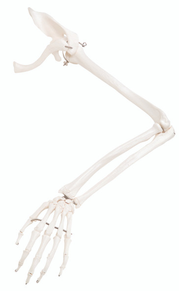 3B Scientific Anatomical Model - loose bones, arm skeleton with scapula and clavicle (wire) - Includes 3B Smart Anatomy