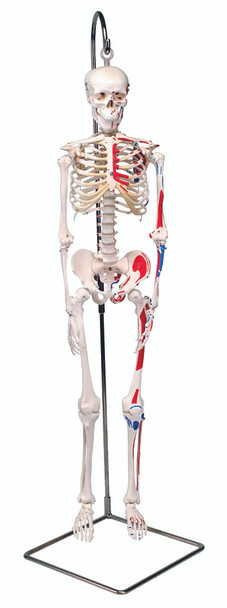 Full Body Skeleton Models