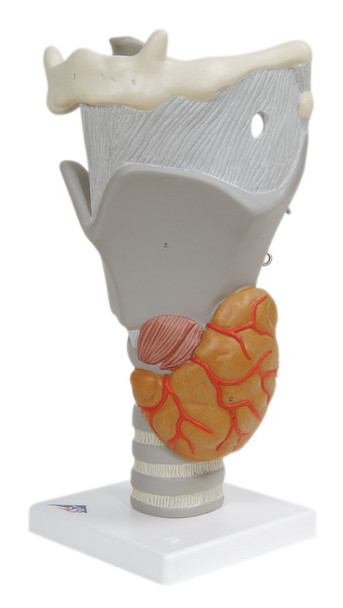 Larynx Models