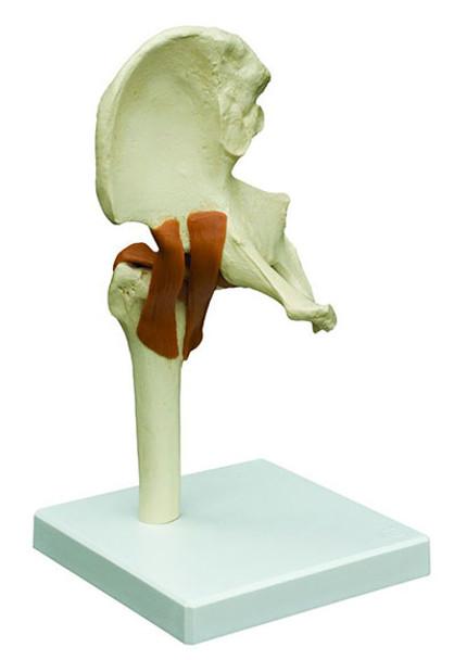 Rudiger Anatomie Functional Hip Joint with Ligaments
