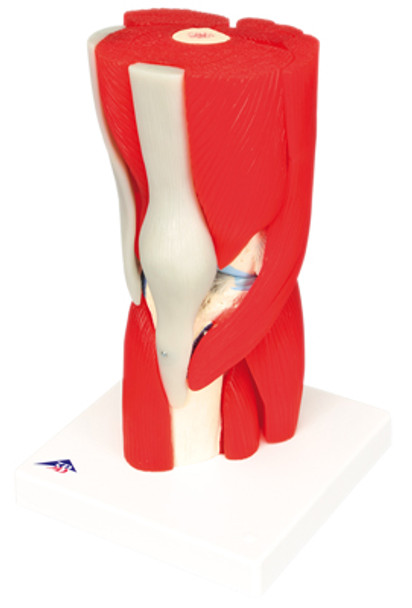 3B Scientific Anatomical Model - knee joint with removable muscles, 12-part - Includes 3B Smart Anatomy