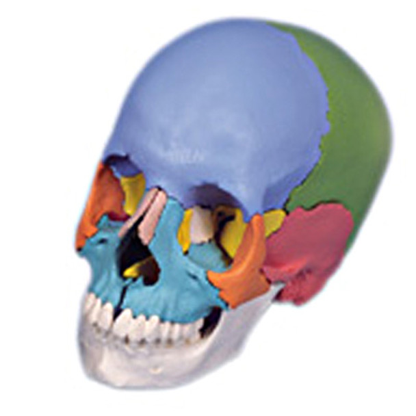 3B Scientific Anatomical Model - didactic skull, Beauchene 22-part - Includes 3B Smart Anatomy