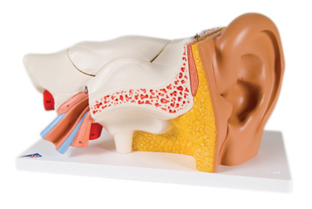 3B Scientific Anatomical Model - ear, 6-part (3x size) - Includes 3B Smart Anatomy