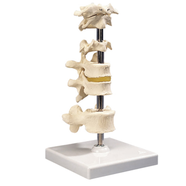 3B Scientific Anatomical Model - 5 mounted vertebrae with removable stand - Includes 3B Smart Anatomy