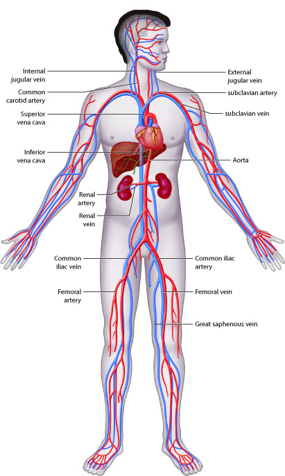 You have over 60,000 miles of blood vessels.
