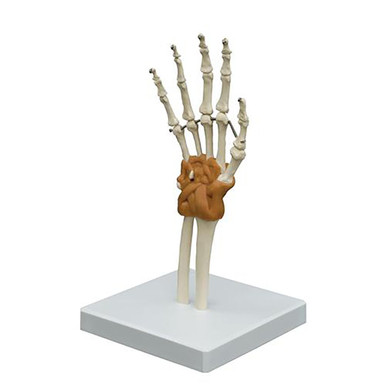3B Scientific Flexible Hand Joint Model with Smart Anatomy