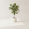 Fiddle-Leaf Fig