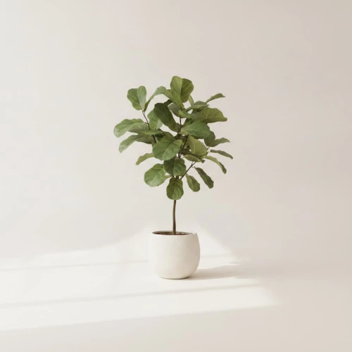 Fiddle-Leaf Fig