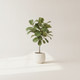 Fiddle-Leaf Fig