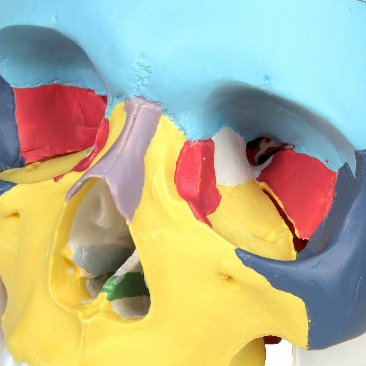 Axis Scientific 3-Part Life-Size Didactic Human Skull Anatomy Model Close Up of the Eye Sockets and Nasal Cavity