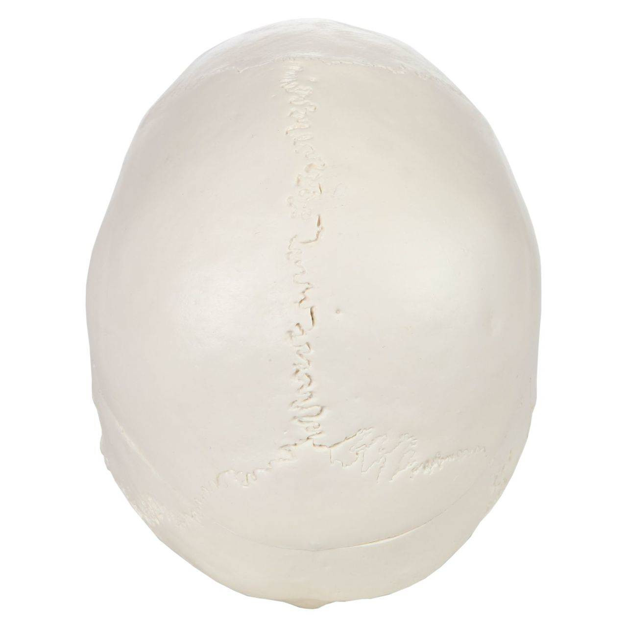 Axis Scientific 3-Part Life-Size Human Skull birdseye view