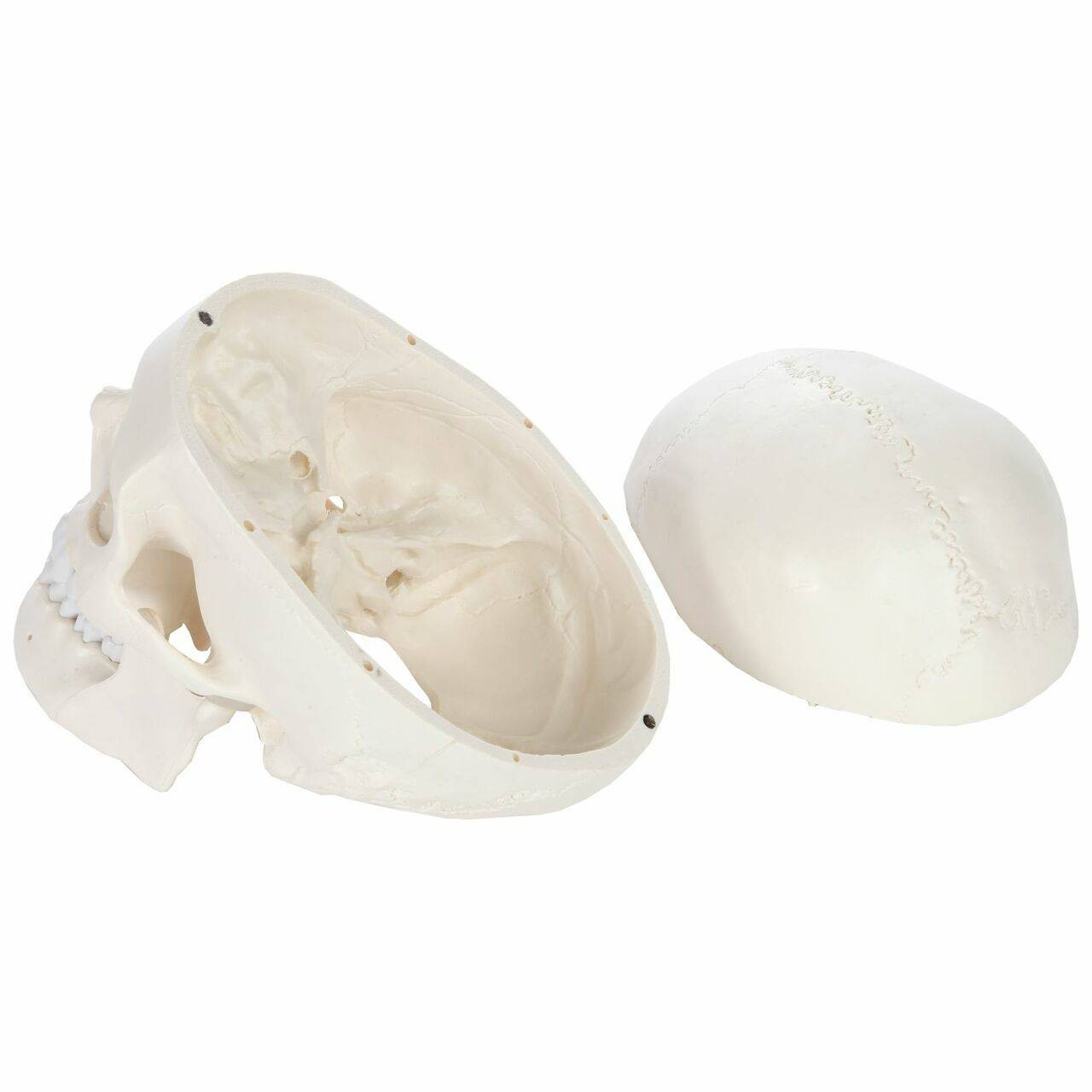 Axis Scientific 3-Part Life-Size Human Skull with skull cap removed and placed aside