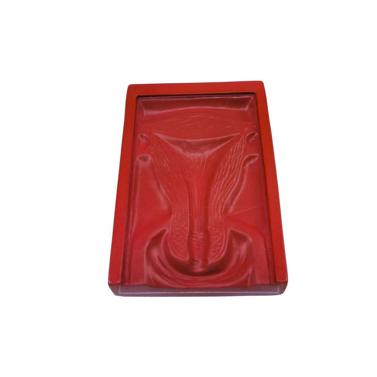 Anatomy Lab IUD Insertion Model II