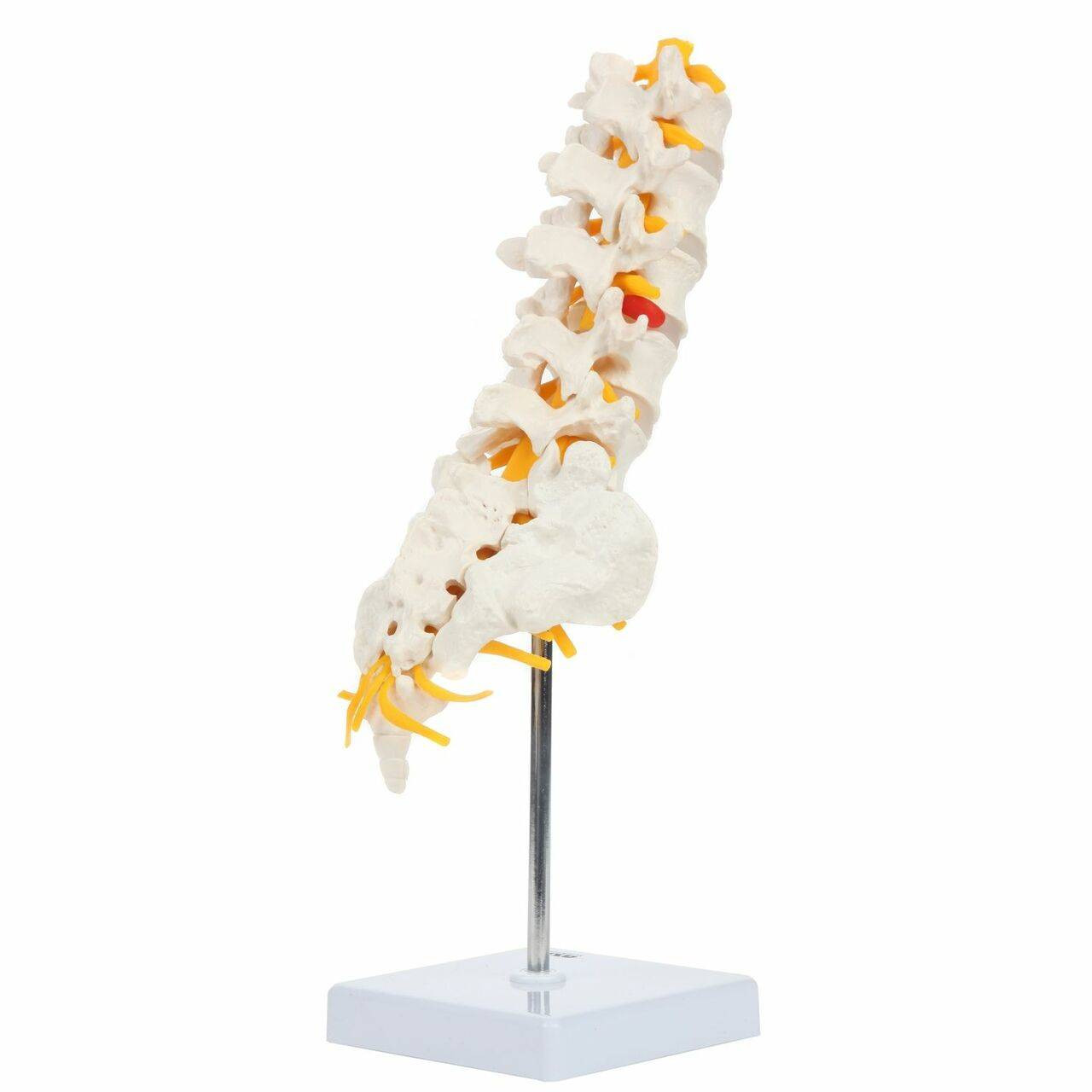 Axis Scientific Lumbar Vertebral Column with Sacrum and Spinal Nerves Anatomy Model Back Right View