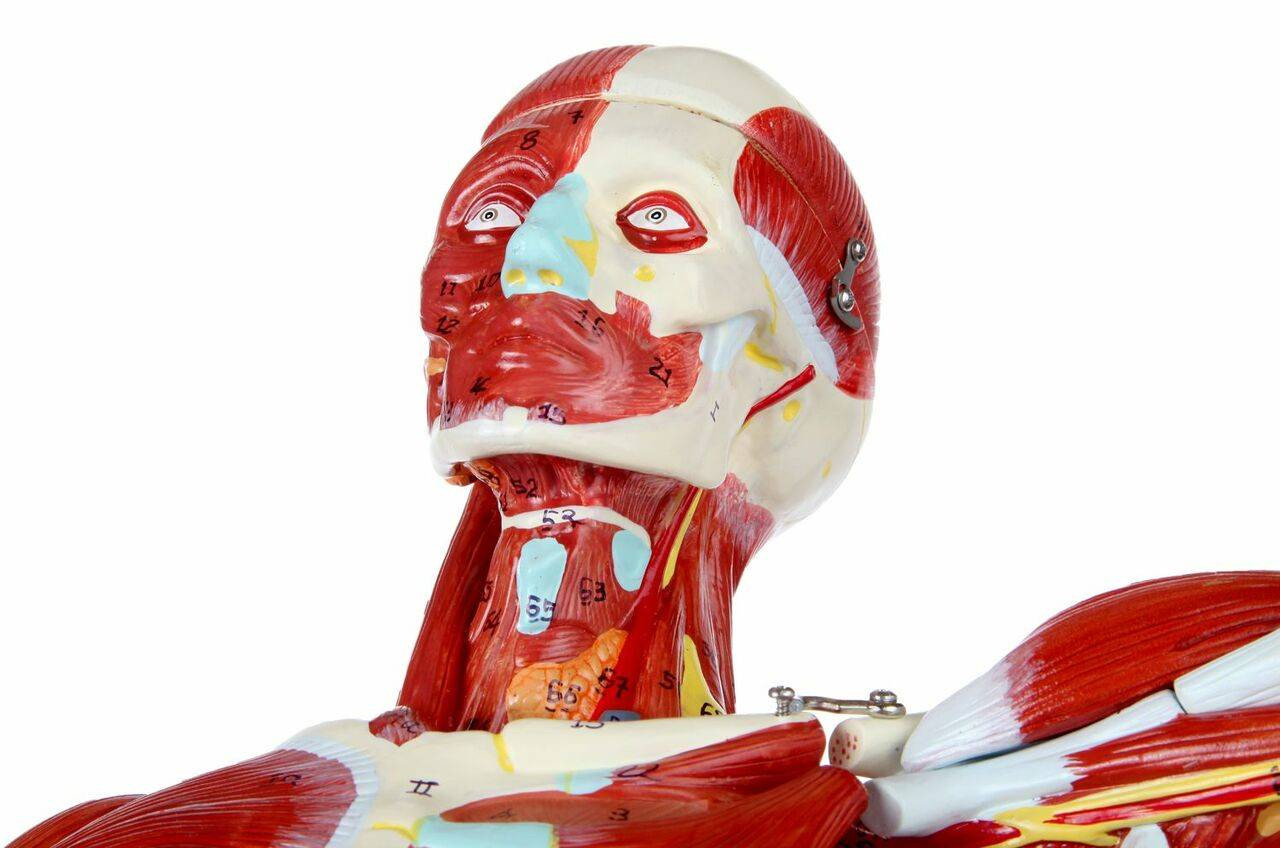Axis Scientific Half Life-Size 27-Part Human Muscular Figure with Organs Anatomy Model View of the Head