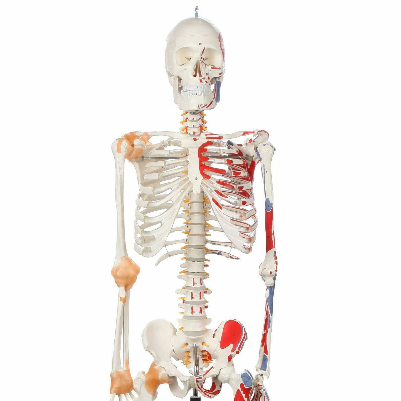 Axis Scientific Painted and Numbered Life-Size Human Skeleton Anatomy Model with Flexible Spine and Ligaments Close Up View of the Skeleton Torso
