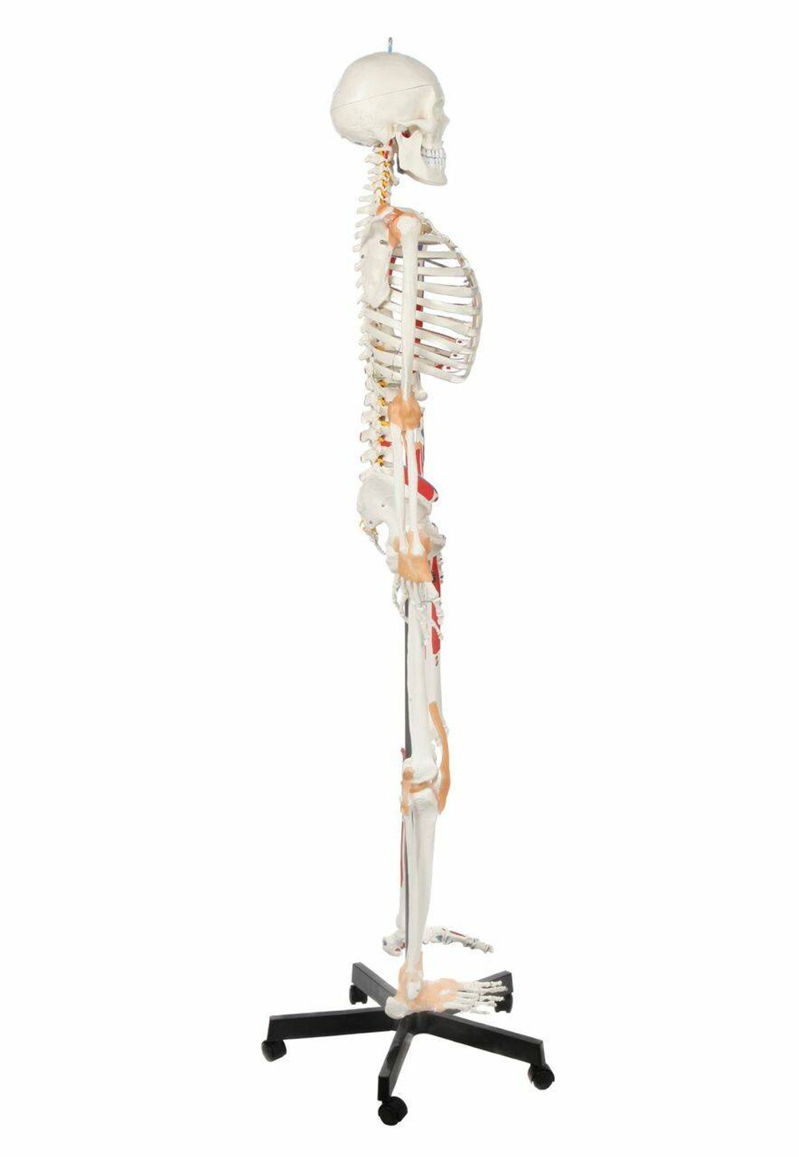 Axis Scientific Painted and Numbered Life-Size Human Skeleton Anatomy Model with Flexible Spine and Ligaments Right Side View