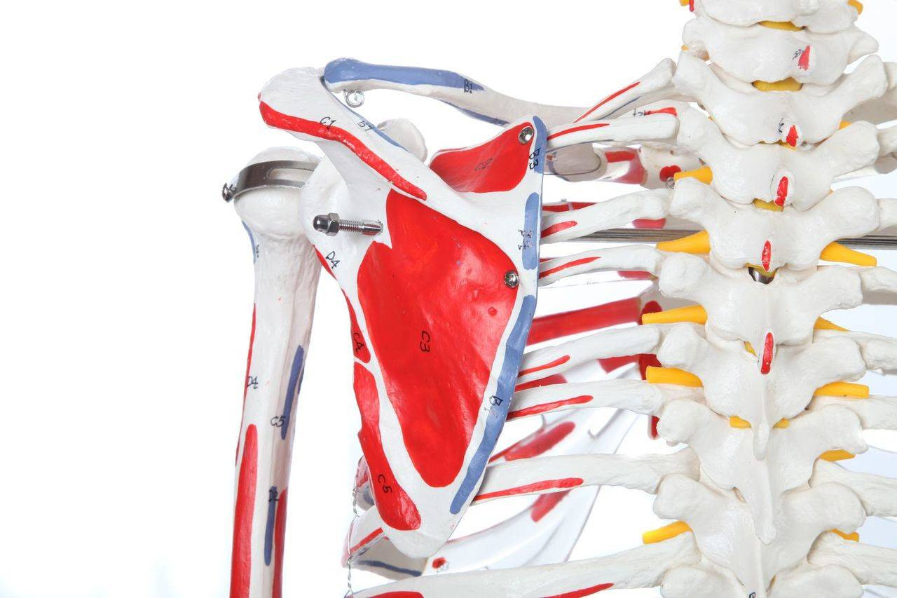 Axis Scientific Painted and Numbered Life-Size Human Skeleton Anatomy Model with Flexible Spine and Ligaments Close Up View of Shoulder with Painted Muscle Insertions