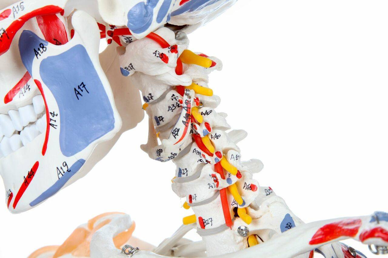Axis Scientific Painted and Numbered Life-Size Human Skeleton Anatomy Model with Flexible Spine and Ligaments Close Up View of the Clavicle, Cervical Spine, and Jaw