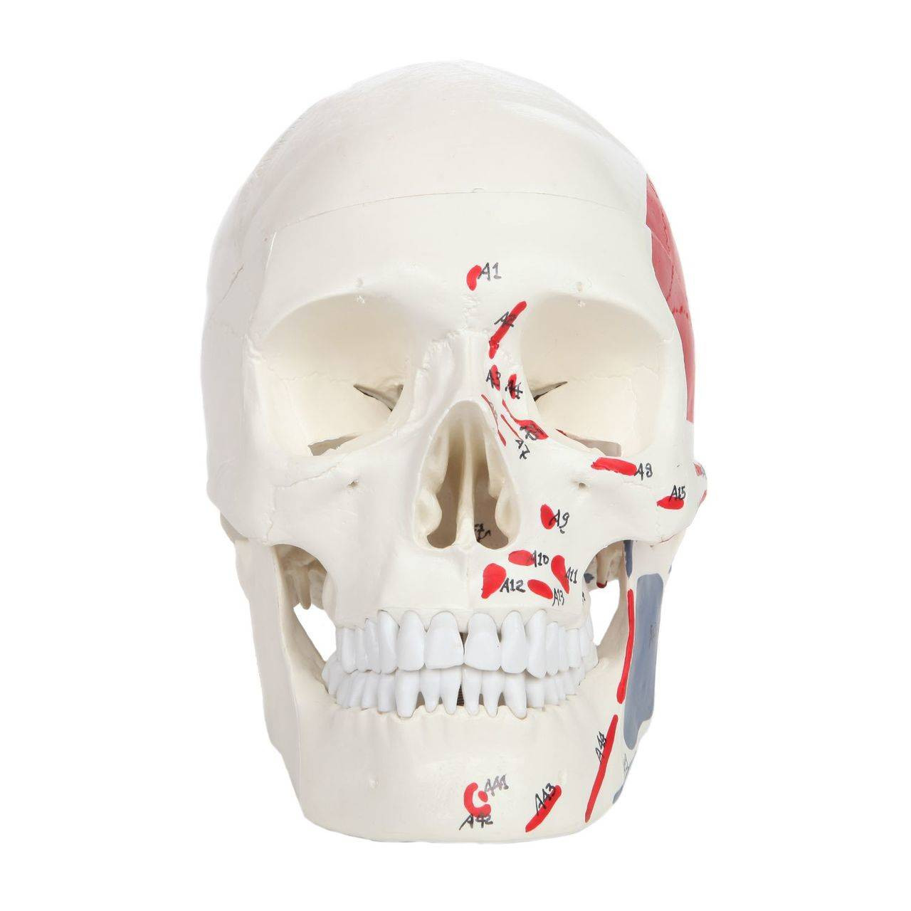 Axis Scientific Life-Size Painted and Numbered 3-Part Human Skull Anatomy Model Front View