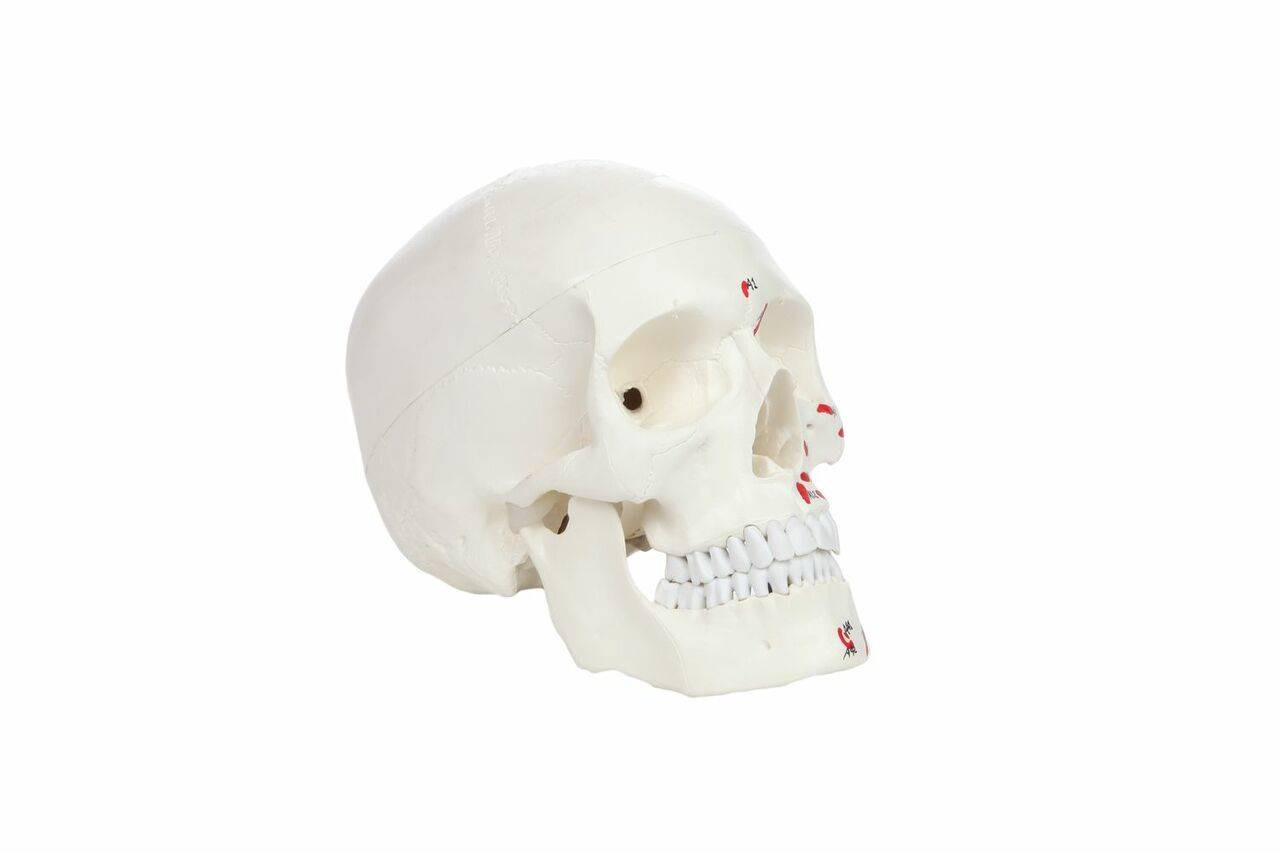 Axis Scientific Life-Size Painted and Numbered 3-Part Human Skull Anatomy Model Front Right View