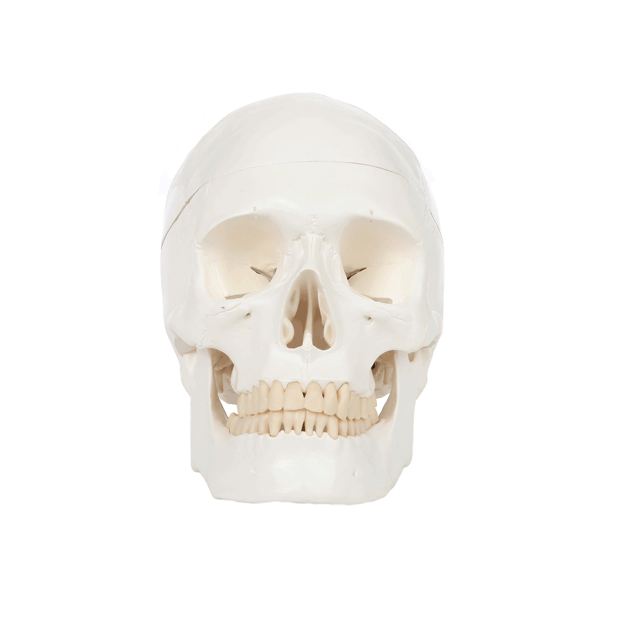 Axis Scientific Life-Size 3-Part Human Skull Model GIF Video