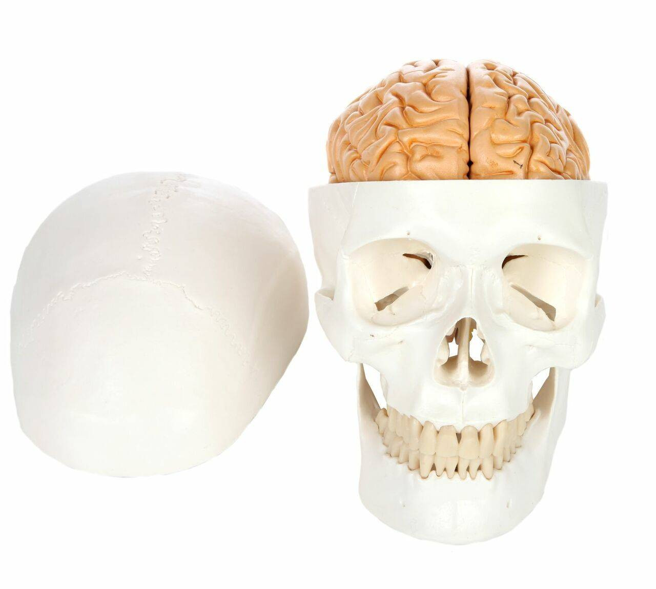 Axis Scientific Life-Size 3-Part Human Skull Model with skull cap removed and sitting to the left of the skull with brain exposed.